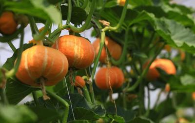 小暑時節蔬果好 綠色食品知多少 初級農產品