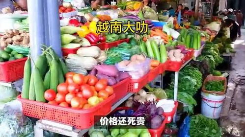 價格劣勢致越南農產品出口中國受挫，國際貿易競爭加劇初級農產品挑戰